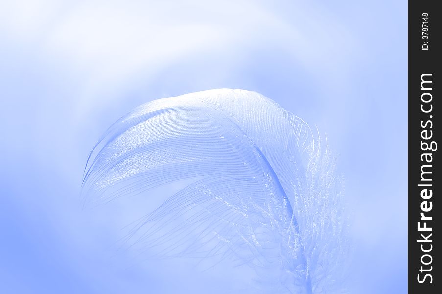 Feather Background