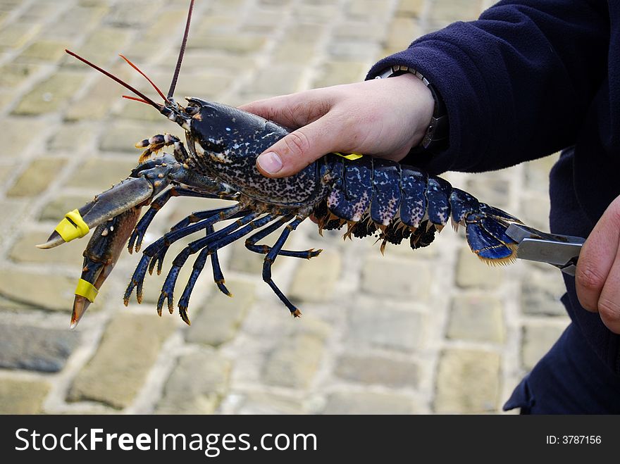 Conservationist clipping tail of lobster before returning it to its habitat