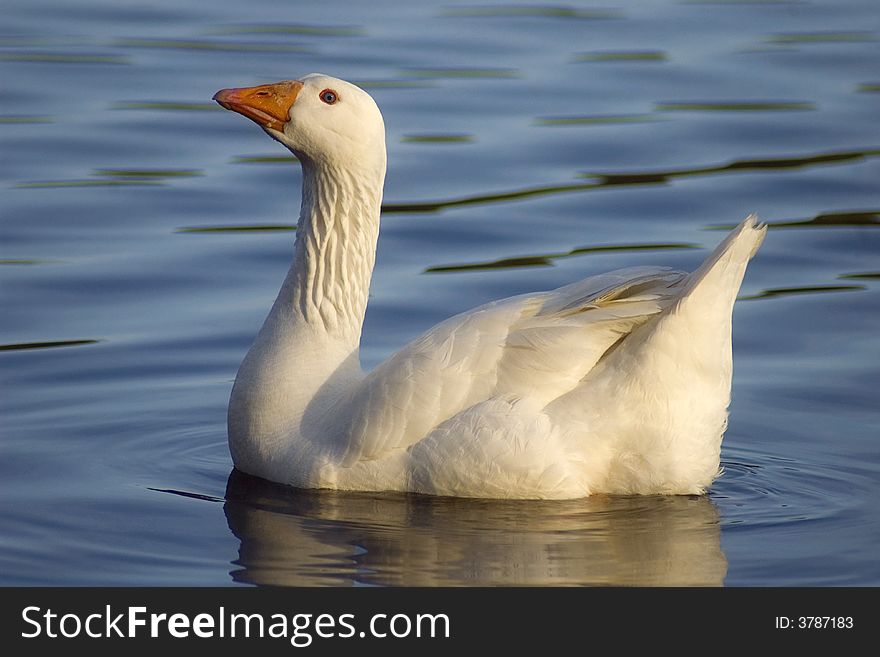 A side view of a white goose swimming in a pond