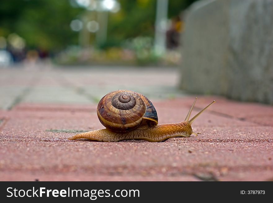 Snail on the way to home