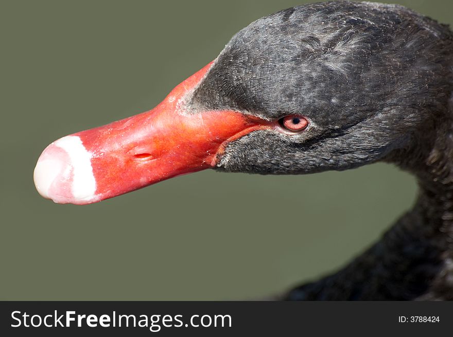 Head of black swan on lake