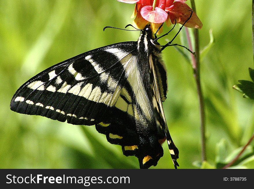 Swallowtail butterfly gathers nectar from a flower