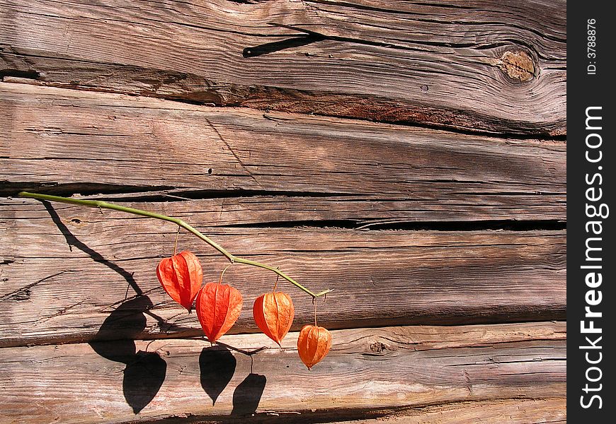 Stick of physalis thrust in old log wall. Stick of physalis thrust in old log wall.