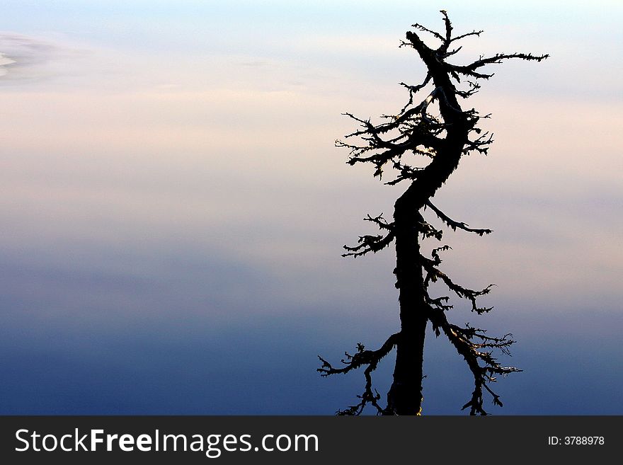 A solitary snag is silhouetted against the reflections of the sky from the surface of Crater Lake in Oregon.