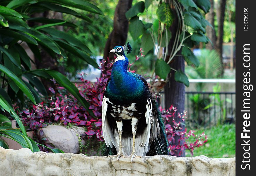 Peacock perched on a wall.