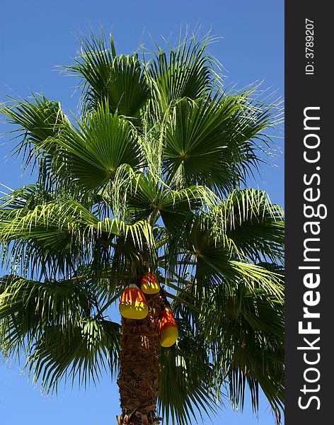 Palm tree with candy corn fruit. Palm tree with candy corn fruit