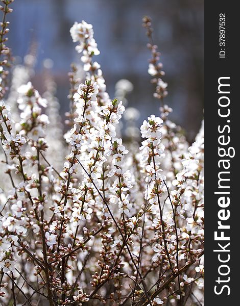 Spring blossom apricot branches in  the garden