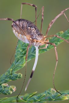 Daddy Long Legs Laying Eggs Royalty Free Stock Photo