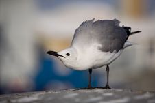 Free A Provocative  Gull Royalty Free Stock Images - 3795909
