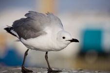 Free A Provocative  Gull Royalty Free Stock Photography - 3796037