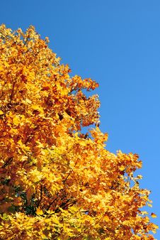 Gold Tree. Royalty Free Stock Photo Gold Tree. Royalty Free Stock Photo