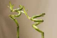 Bamboo On Mirror Royalty Free Stock Images