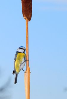 Free Blue Tit Stock Image - 3798241