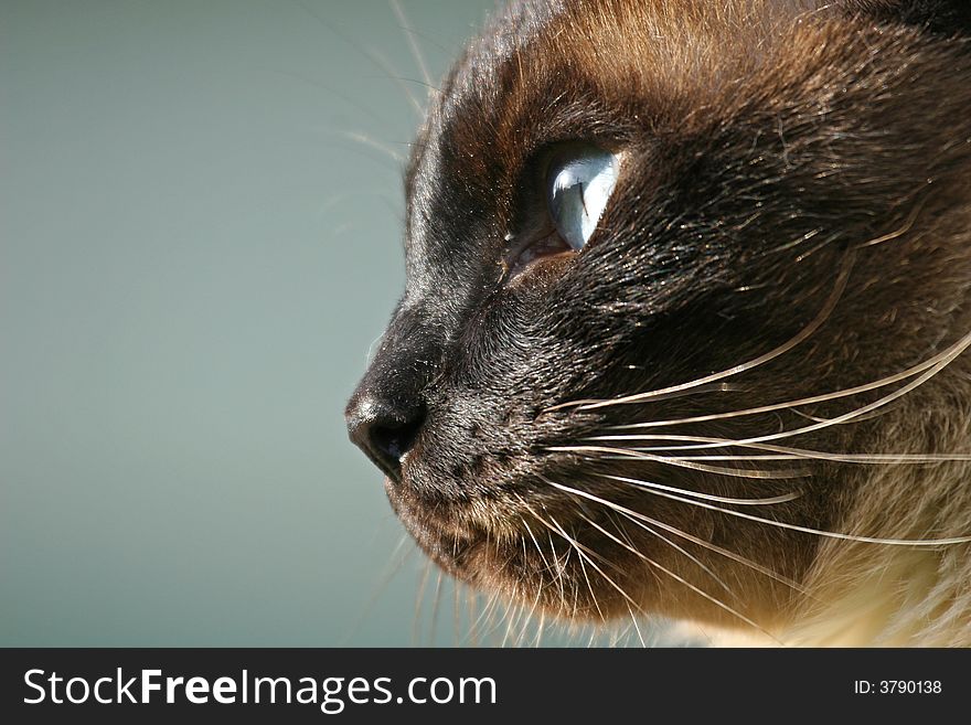 A siamese cat looking sideways; room for text. A siamese cat looking sideways; room for text.