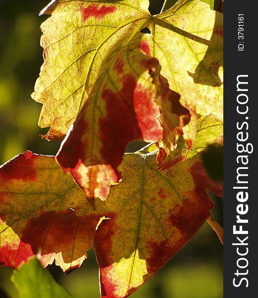 Autumn leaves in yellow, red and green colors, sunlit; macro