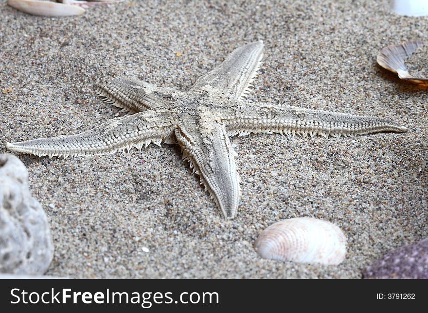 Starfish in a beach sand