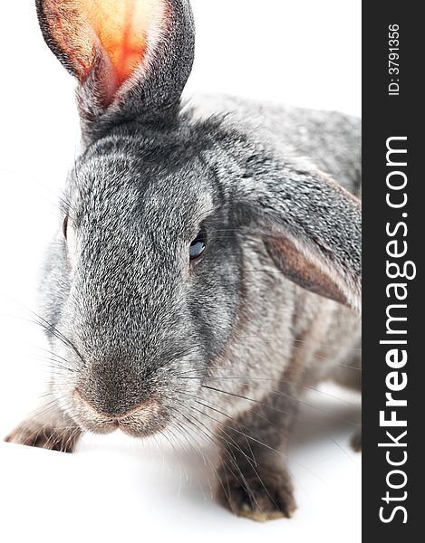 Close-up portrait of grey rabbit on white (shallow DOF). Close-up portrait of grey rabbit on white (shallow DOF)