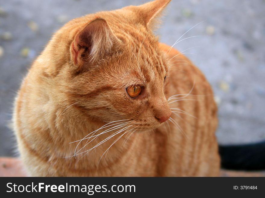 An orange fat cat side at the camera