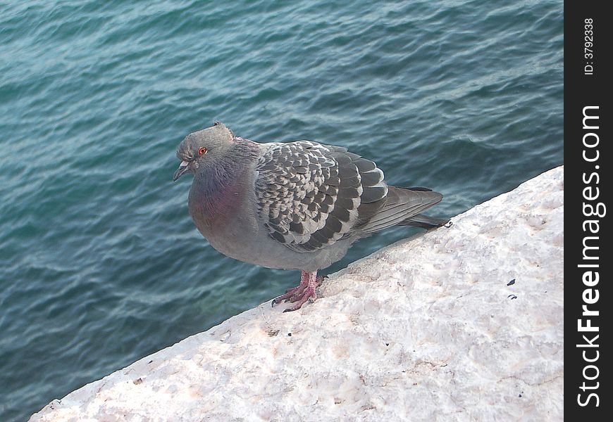 A pigeon near the sea