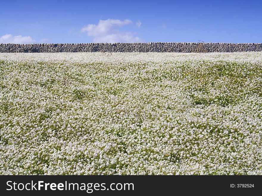 Suggestive sicilian landscape with flower field and rock wall
