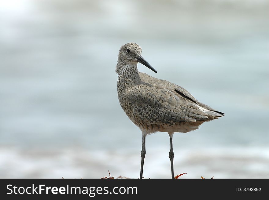 This willet bird is looking over it's shoulder to see what the photographer is looking at!. This willet bird is looking over it's shoulder to see what the photographer is looking at!