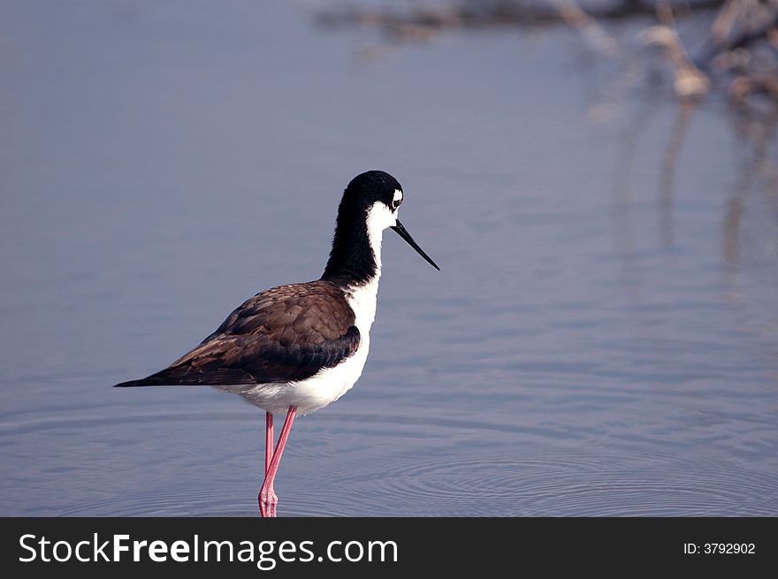 Black-necked Stilt