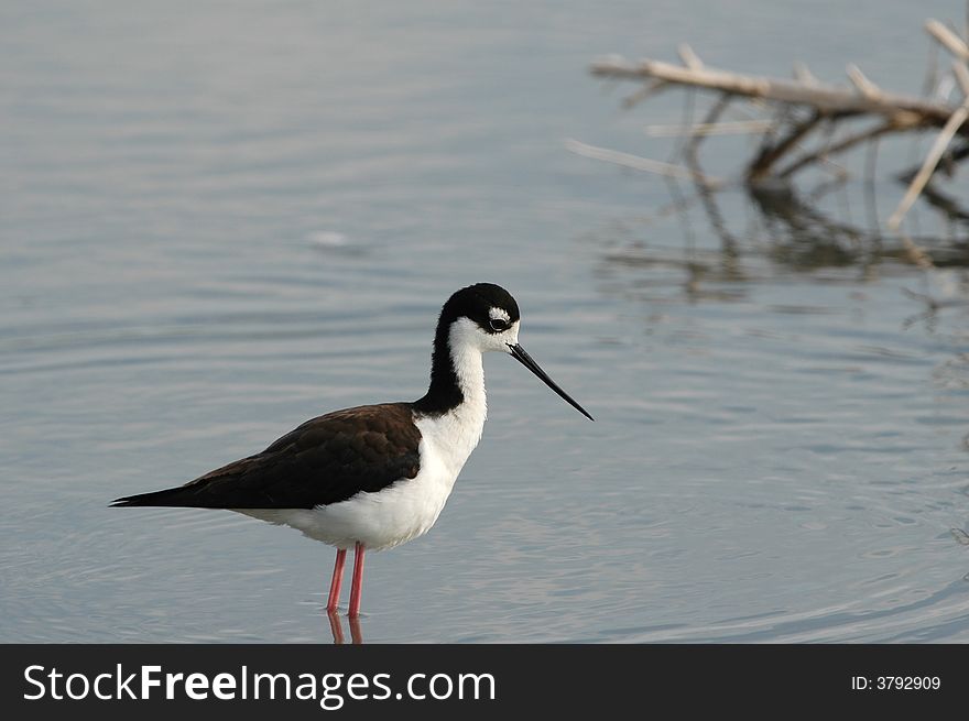 This black-necked stilt is hunting in the shallow wetland water. This black-necked stilt is hunting in the shallow wetland water.