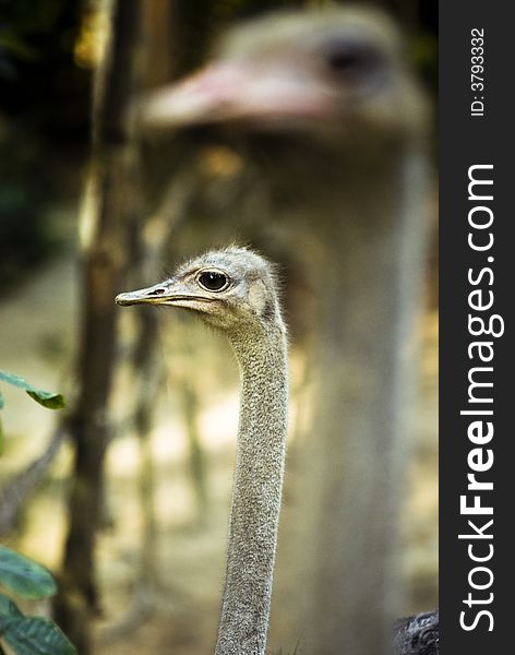 Head Shot Of 2 Ostriches In The Wild Focus On The Bird In The Background Short Depth Of Field. Head Shot Of 2 Ostriches In The Wild Focus On The Bird In The Background Short Depth Of Field