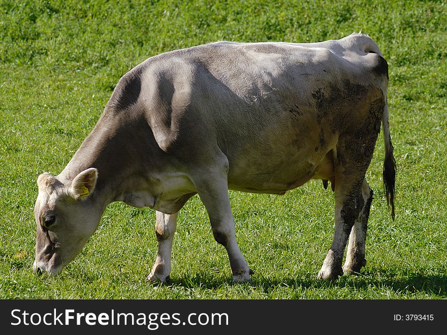 Cow grazing in freedom in a lawn. Cow grazing in freedom in a lawn.