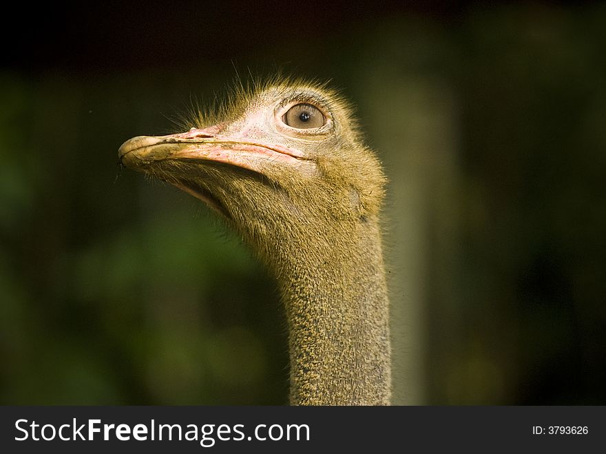 Head shot of an Ostrich. Short Depth Of Field