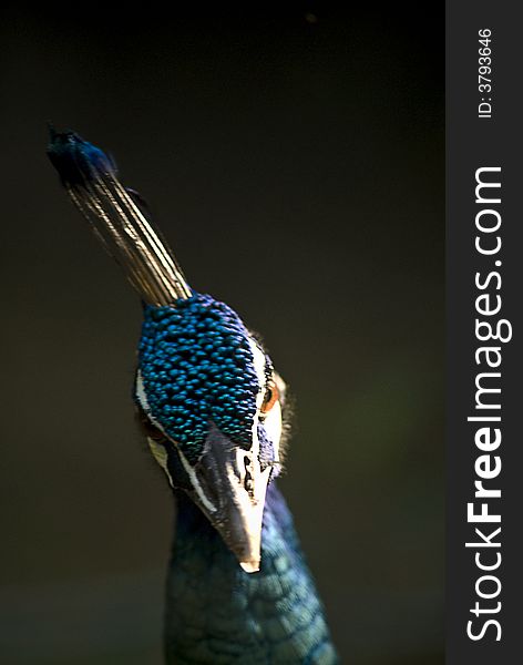 Close Up Shot Of Peacock