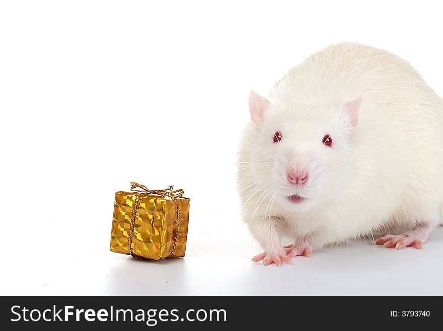 A white rat isolated on white background. A white rat isolated on white background