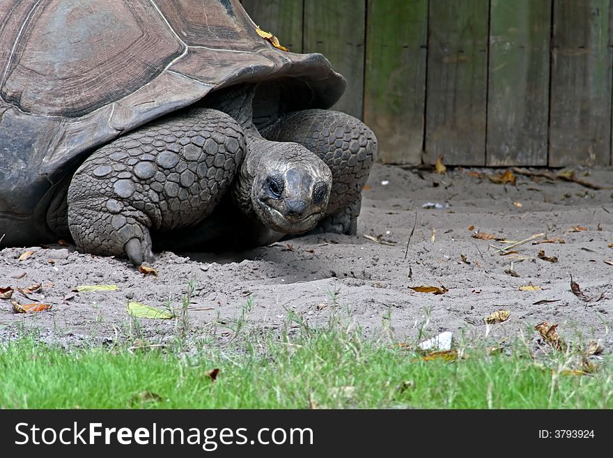 The tortoise crawling slowing along in the sand