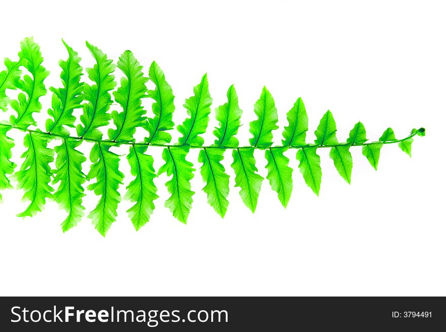 Fern Isolated