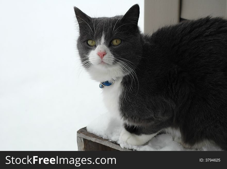 Grey And White Cat In Snow