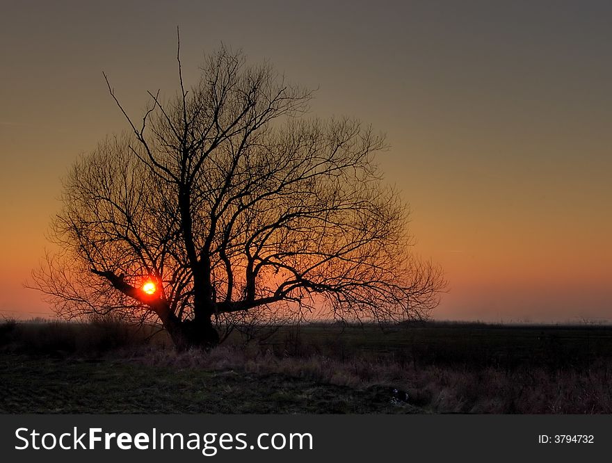 Tree is lonely at sunset. Tree is lonely at sunset.