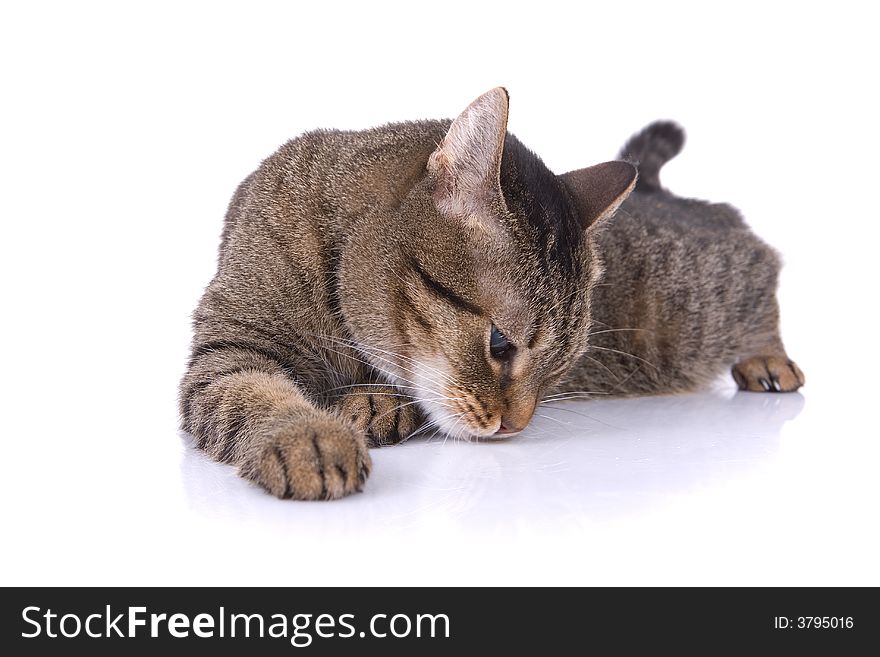 Small Cat on white background