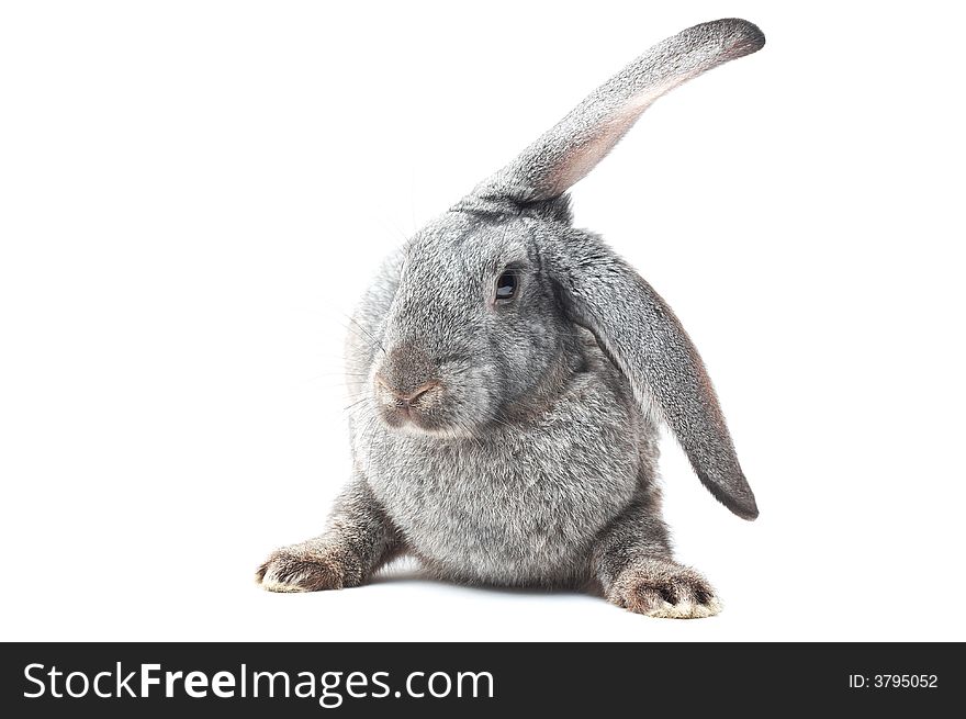 Sweet rabbit isolated on white. Sweet rabbit isolated on white