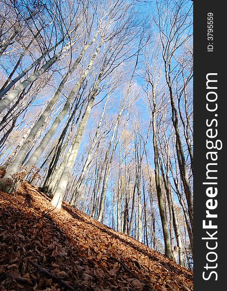 Mountain Beech woods during fall season; vertical orientation. Mountain Beech woods during fall season; vertical orientation