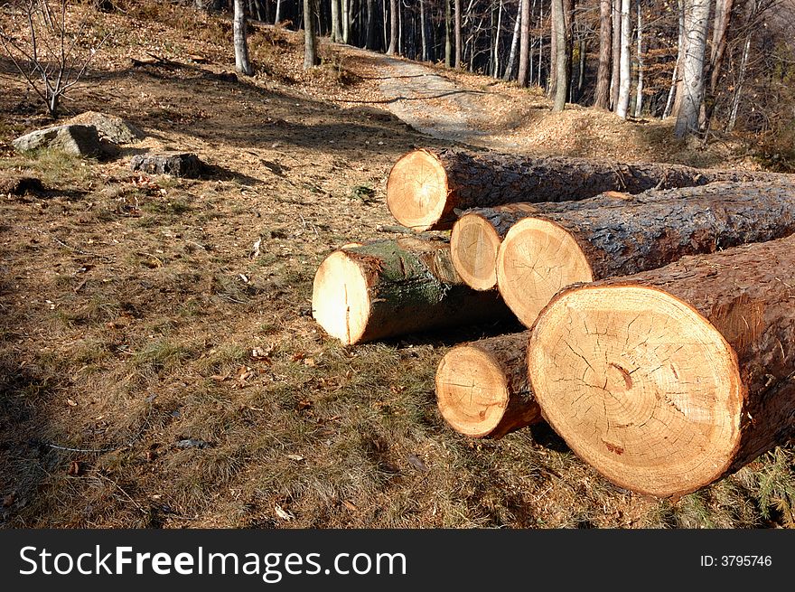 Photo of wood pile trunks in a forest. Photo of wood pile trunks in a forest