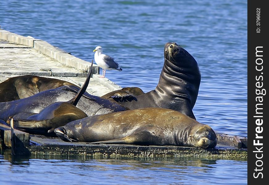 These sleeping sea lions inhabit a dock in northern California. These sleeping sea lions inhabit a dock in northern California.