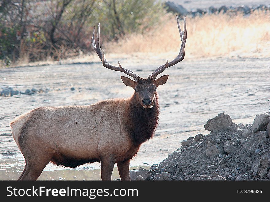 Majestic Bull Elk.