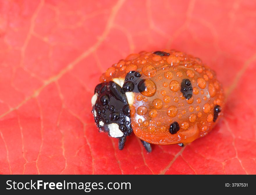 A beetle соvered with drops of dew. A beetle соvered with drops of dew