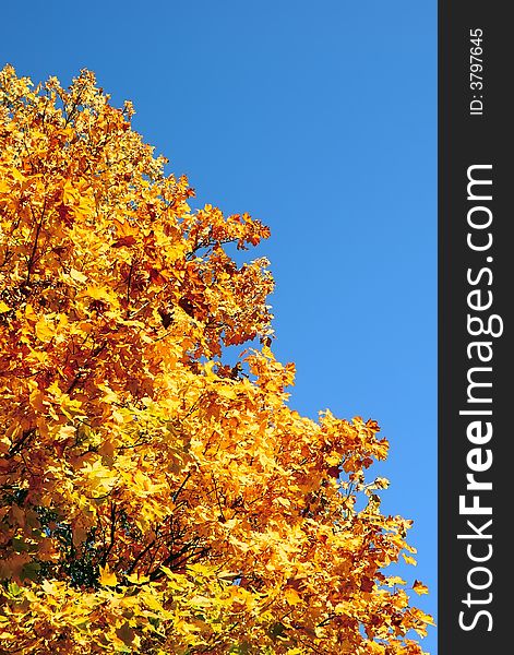 Old maple in bright gold clothes from a varicoloured foliage. Clean dark blue high autumn sky occupies the right diagonal of shot. Old maple in bright gold clothes from a varicoloured foliage. Clean dark blue high autumn sky occupies the right diagonal of shot.