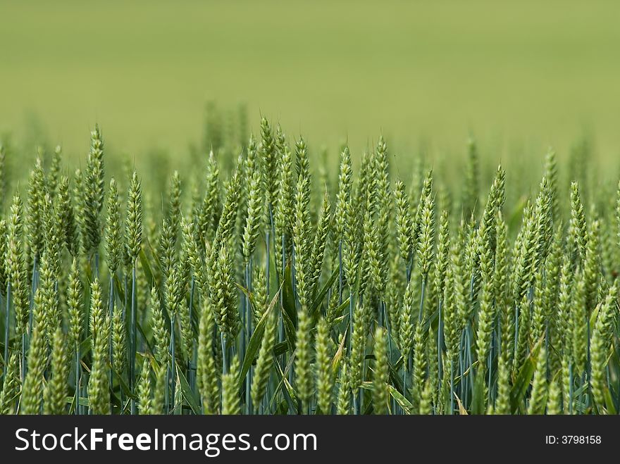 Corn field up close with shallow dof