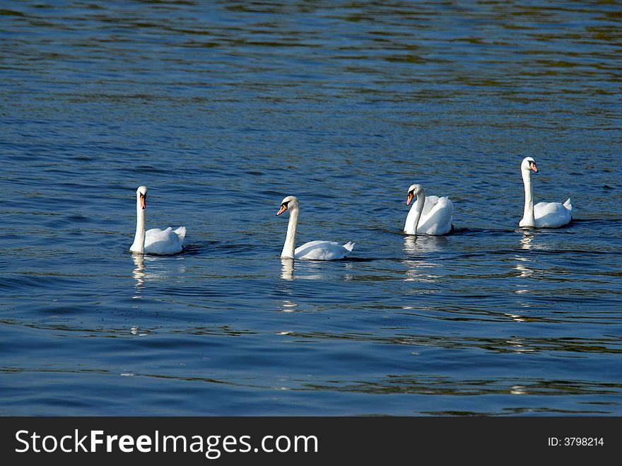 Four swans in a row on the surface of a lake
