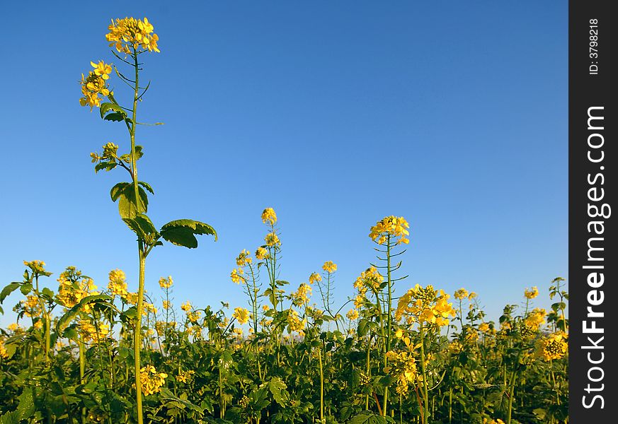 Yellow Flowers of a field with clear blue sky. Yellow Flowers of a field with clear blue sky