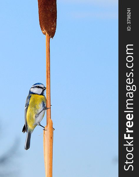 A blue tit on reed, isolated over blue background