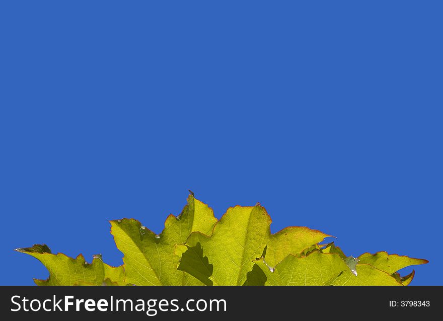 Sunny green leaves border on blue.