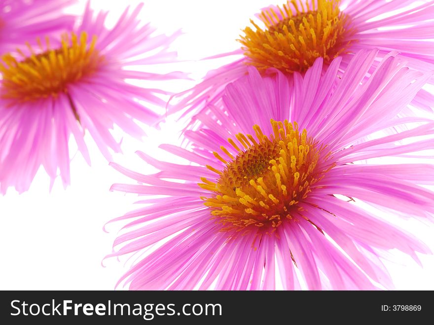 Close up of pink aster flowers